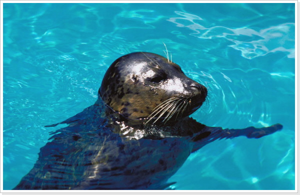 leichtes Zeichenprogramm